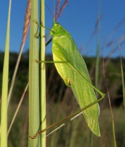 Male katydid. [Credit: Bruce Marlin, via Wikimedia Commons]