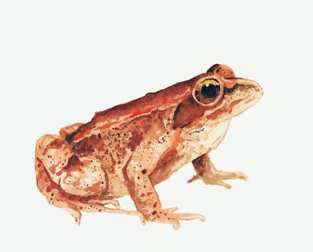 woodfrog