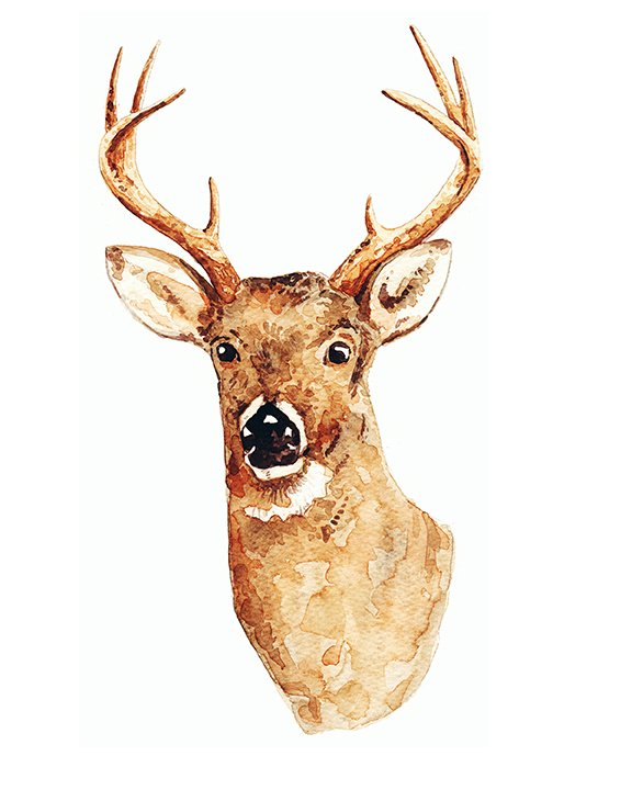 deerspot