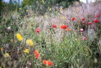 Wildflowers - Stephanie Krist